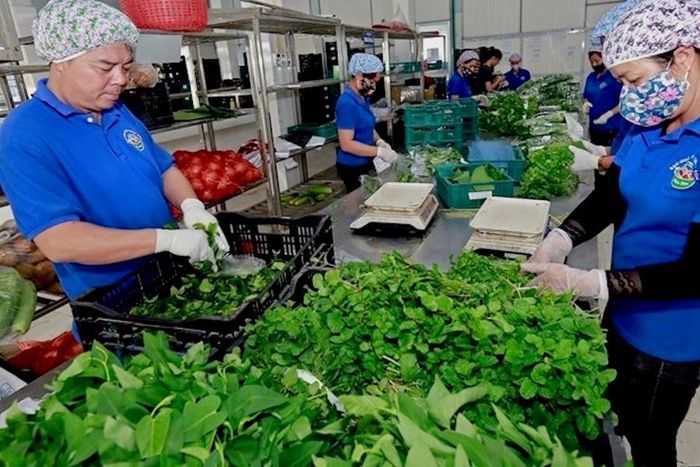Nhờ đẩy mạnh ứng dụng công nghệ số, sản phẩm của Hợp tác xã Rau quả sạch Chúc Sơn (phường Chương Mỹ) đã tiếp cận được nhiều kênh phân phối uy tín. Ảnh: PV