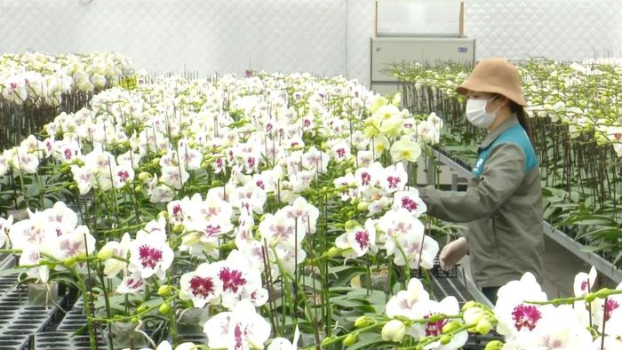 Việc ứng dụng công nghệ cao trong sản xuất trồng trọt hiện được triển khai ở nhiều lĩnh vực, từ lúa, rau, hoa, cây cảnh, cây ăn quả đến chè và nấm. Ảnh: PV