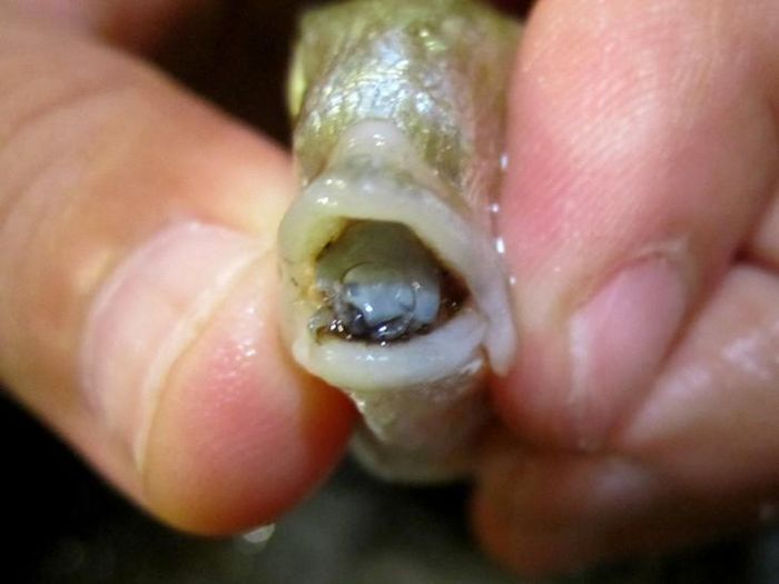Cymothoa exigua có khả năng ăn cụt lưỡi rồi tự biến mình thành bộ phận thay thế hoàn hảo cho vật chủ. Ảnh: Marco Vinci/Wikimedia Commons