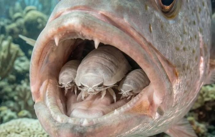 Một con cá nhiễm Cymothoa exigua thường mang một cặp ký sinh trùng bao gồm con cái bám trên cuống lưỡi và con đực nhỏ hơn nằm trong buồng mang ngay phía sau. Hình minh họa: Kure