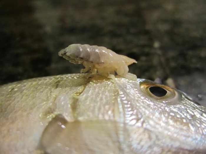 Cymothoa exigua hầu như không gây hại ở khu bảo tồn biển nhưng lại tàn phá nặng nề sức khỏe cá tại những vùng biển bị đánh bắt thương mại quá mức. Ảnh: Ảnh: Marco Vinci/Wikimedia Commons