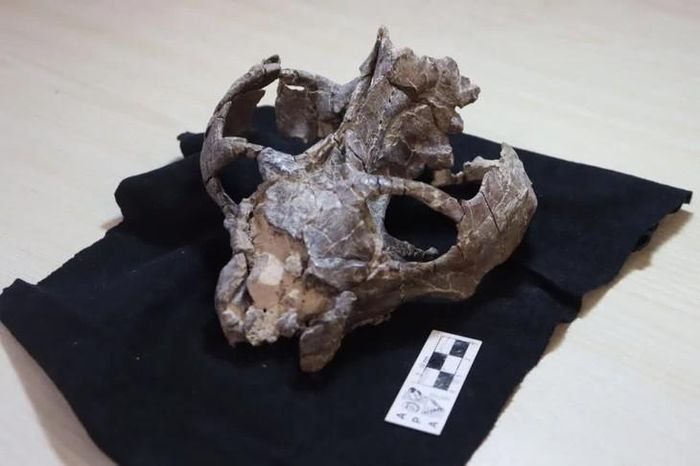 Phần hộp sọ của mẫu hóa thạch Chiniquodon theotonicus được đem nghiên cứu. Ảnh: Gaetano và các cộng sự