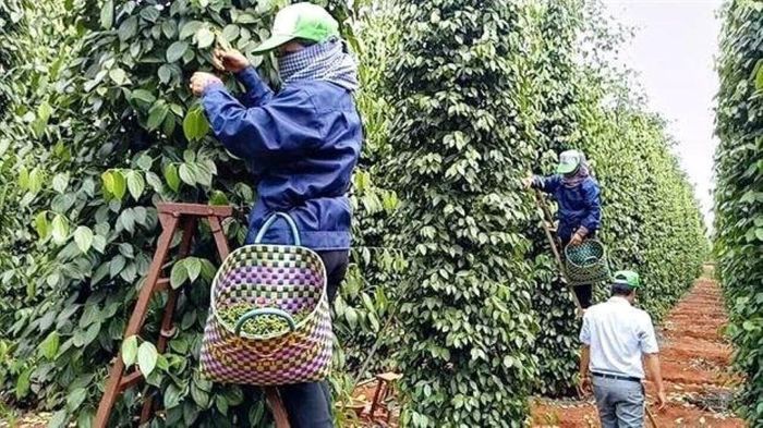 7 tháng năm 2026, xuất khẩu hồ tiêu giữ đà tăng.