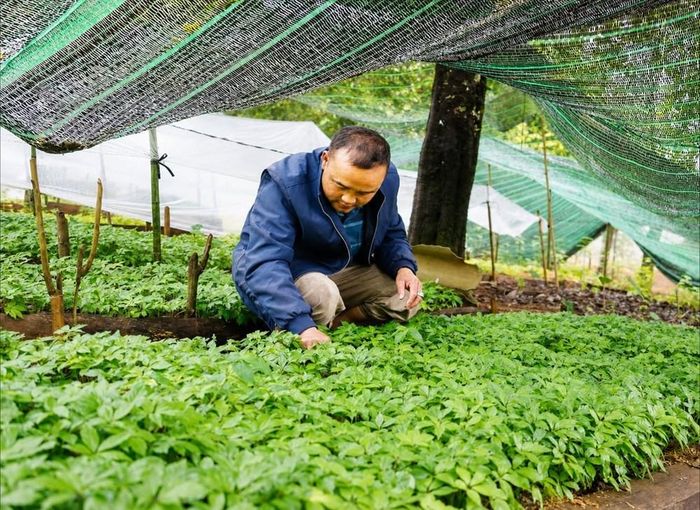 Người dân Ngọc Chiến chăm sóc cây dược liệu, từng bước mở rộng mô hình sản xuất gắn với nâng cao thu nhập và phát triển du lịch cộng đồng. Ảnh: Minh Ngọc