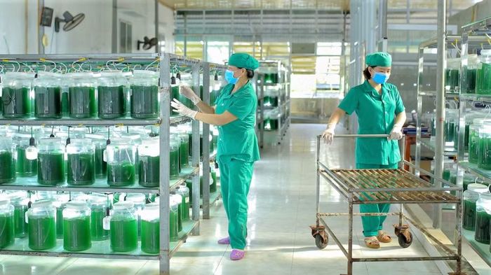 Sản phẩm tảo xoắn Nghệ An của Công ty Vastcom đạt top 10 thương hiệu uy tín hàng đầu Việt Nam năm 2024. (Nguồn: VASTCOM)
