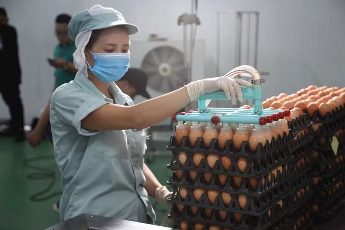 Chế biến trứng gà ăn liền tại Dabaco Group.