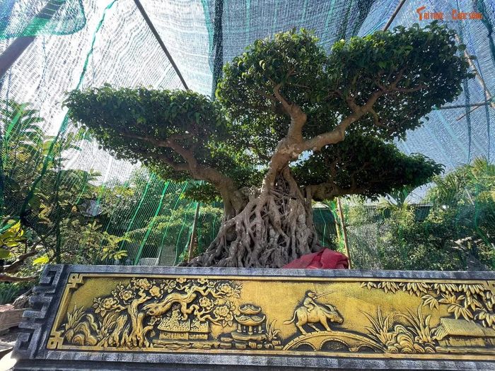  Bà Chiều căn cứ vào Điều 103, 109 Luật Đất đai 2024; căn cứ vào việc xã Hồng Vân được TP Hà Nội công nhận là Điểm du lịch làng nghề sinh vật cảnh từ năm 2018, nên ﻿thắc mắc BQLDA đã tính toán đơn giá bồi thường chi phí di dời, bảo dưỡng và thiệt hại thực tế cho 125 cây cảnh như thế nào? áp dụng mức hỗ trợ chuyển đổi nghề nghiệp và tạo việc làm cho gia đình bà ở hệ số (K) bao nhiêu lần so với giá đất nông nghiệp thông thường? 
