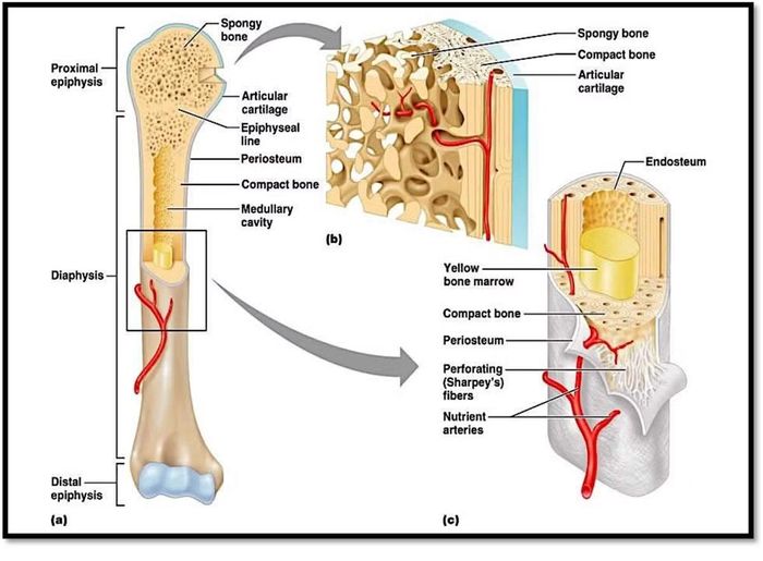 Khung keratin giúp tái tạo xương giống với tự nhiên hơn là collagen.