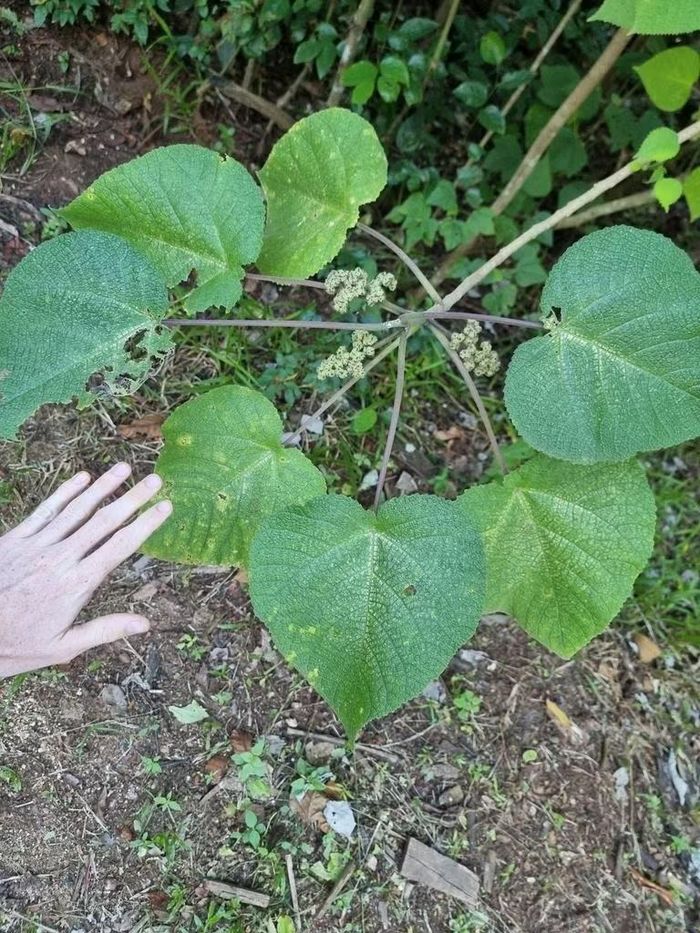 Ảnh: inaturalist