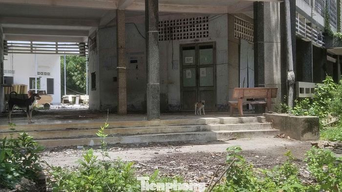 Bên trong bệnh viện, nhiều khu vực sân nền phủ rêu. Công trình vắng vẻ sau thời gian dài không được sử dụng, cho thấy dấu hiệu xuống cấp nếu không sớm có phương án khai thác.