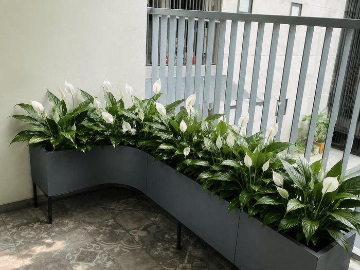Cây lan ý trồng ban công mang lại năng lượng tích cực cho không gian sống.