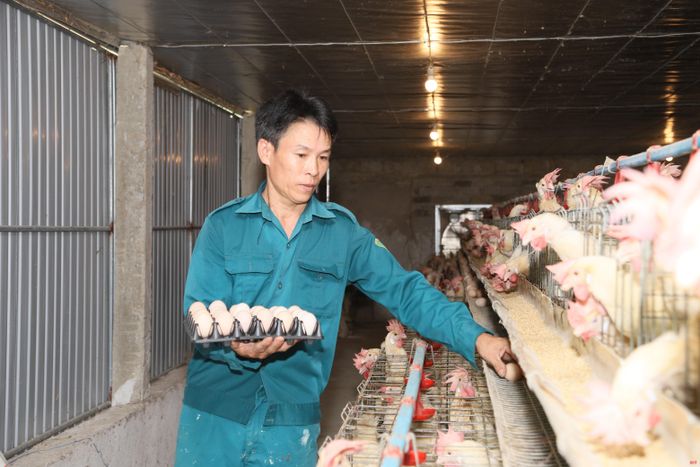 Bình quân mỗi ngày, gia đình ông Lê Văn Bình thu hơn 500 quả trứng để cung ứng cho thị trường.