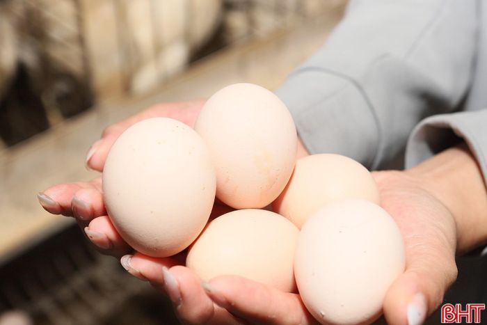 Đàn gà siêu đẻ đem lại cho gia đình ông Hải nguồn thu nhập ổn định.