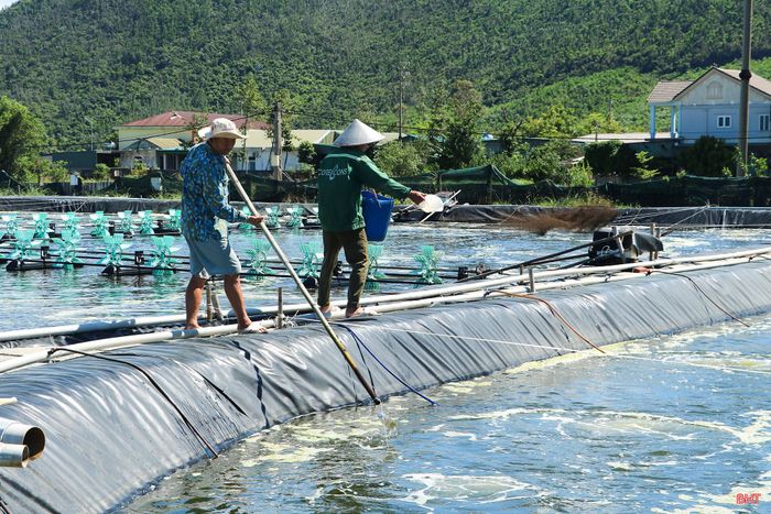 Giá tôm giảm khiến người nuôi tôm Hà Tĩnh gặp khó.