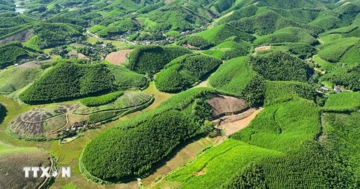 Phát triển thị trường carbon. (Ảnh: TTXVN)