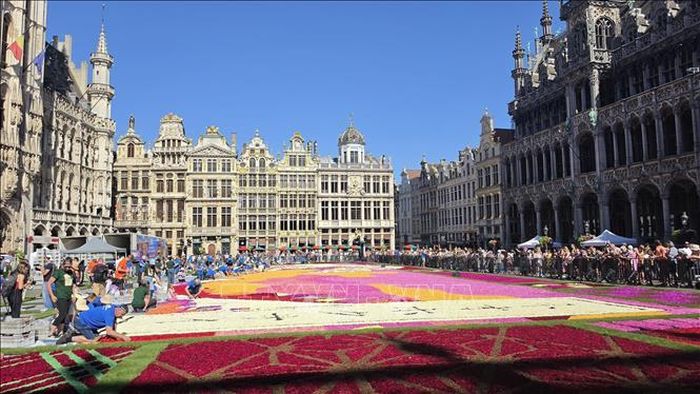 Những mảng màu rực rỡ của Thảm Hoa Brussels 2026 dần hiện ra trên Quảng trường lớn, ngày 13/8/2026. Ảnh: Lan Anh - Duy Tùng/PV TTXVN tại Bỉ