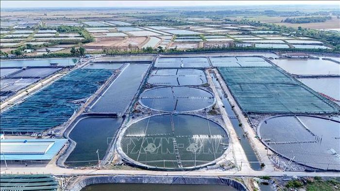 Vùng nuôi tôm siêu thâm canh của Công ty Cổ phần Thủy sản sạch Việt Nam tại xã Trần Đề, thành phố Cần Thơ có gần 240 ao nuôi tôm. Ảnh: Thanh Liêm/TTXVN