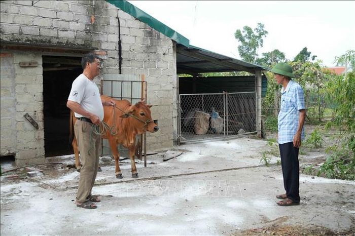 Địa phương tăng cường giám sát, kiểm soát đàn gia súc tại khu vực xuất hiện ổ dịch.