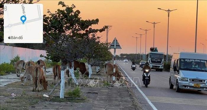 Đàn bò thả rông gây ảnh hưởng mỹ quan, vệ sinh môi trường, tiềm ẩn nguy cơ mất an toàn giao thông và ảnh hưởng môi trường đầu tư.