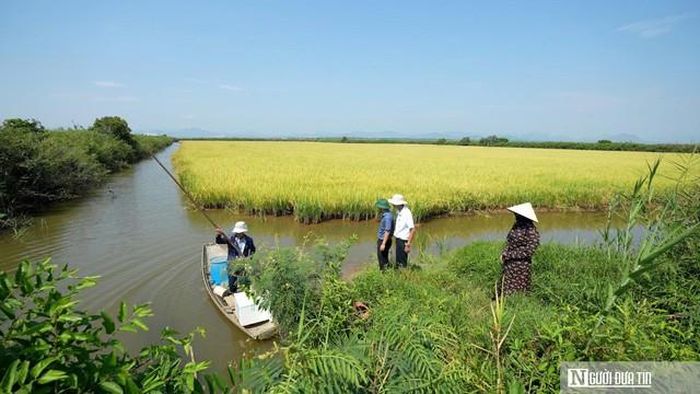 Tôm càng xanh được nuôi trong điều kiện thuận tự nhiên tại phá Hạc Hải.
