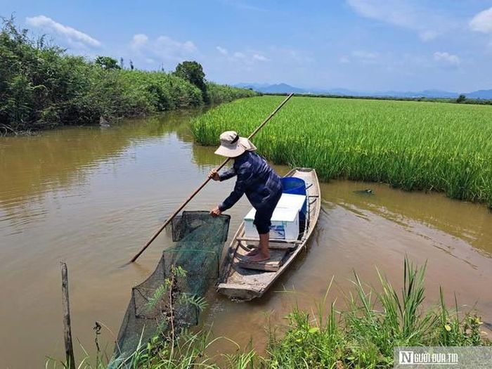 Tôm càng xanh được nuôi trong ruộng lúa ở vùng phá Hạc Hải.