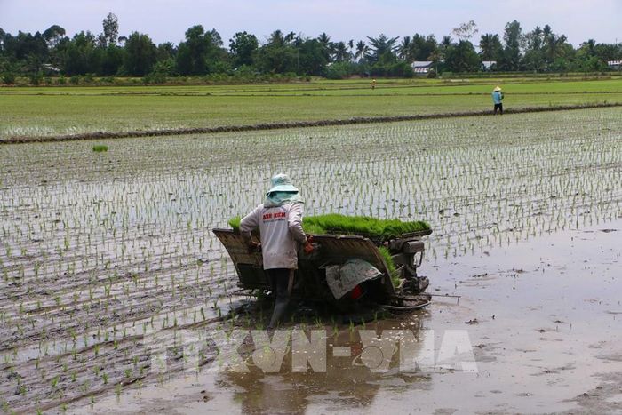 Cần Thơ thực hiện hàng chục mô hình thí nghiệm đồng ruộng tại các xã để kiểm chứng và góp phần nâng cao hiệu quả sử dụng phân bón, giảm lượng lúa giống, giảm chi phí sản xuất. Ảnh: Duy Khương – TTXVN