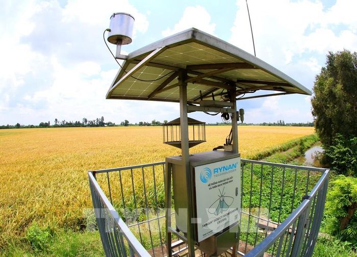 Cần Thơ ứng dụng khoa học, công nghệ và thiết bị để giám sát đồng ruộng, phát hiện sớm và kiểm soát sâu bệnh. Ảnh: Duy Khương – TTXVN