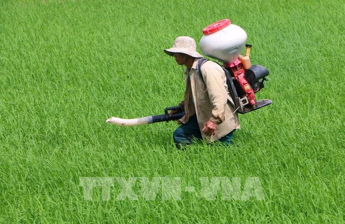 Cần Thơ không định hướng phát triển nông nghiệp theo chiều rộng mà theo hướng ít đất hơn nhưng giá trị cao hơn. Ảnh: Duy Khương – TTXVN