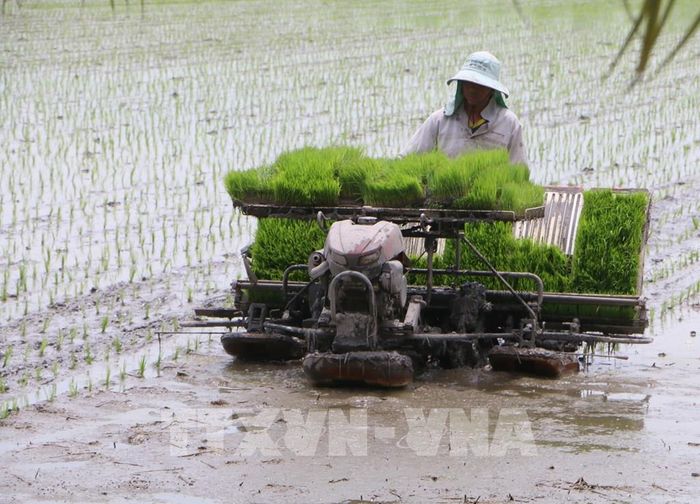 Thay đổi mô hình phát triển từ nền nông nghiệp chú trọng sản lượng sang nông nghiệp công nghệ cao, sinh thái, trách nhiệm, bền vững. Ảnh: Duy Khương – TTXVN