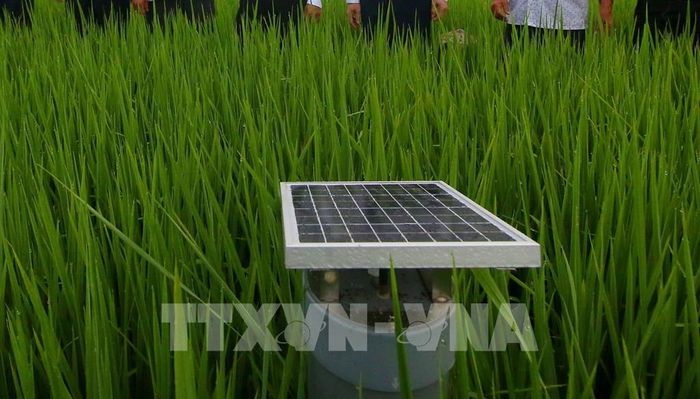 Ứng dụng công cụ ViRiCert đánh giá mức độ thực hành quy trình Đề án một triệu héc-ta lúa, ngành nông nghiệp Cần Thơ đã cấp 544 mã số vùng trồng với tổng diện tích hơn 11.000ha. Ảnh: Duy Khương – TTXVN