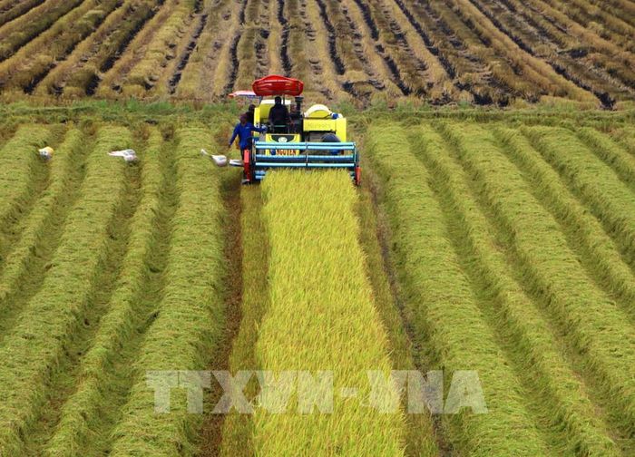 Cần Thơ thực hiện Đề án một triệu héc-ta lúa chất lượng cao, phát thải thấp tại 65 xã, phường với tổng diện tích trên 170.000ha, đảm bảo sản xuất theo tiêu chuẩn an toàn, chất lượng cao và được bao tiêu sản phẩm. Ảnh: Duy Khương – TTXVN