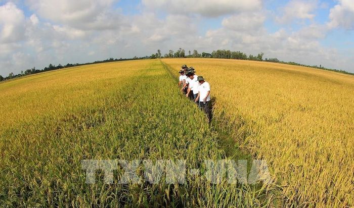 Cần Thơ chuyển từ sản xuất nông nghiệp nhỏ lẻ sang sản xuất tập trung, liên kết quy mô lớn, hình thành các vùng chuyên canh chất lượng cao. Ảnh: Duy Khương – TTXVN