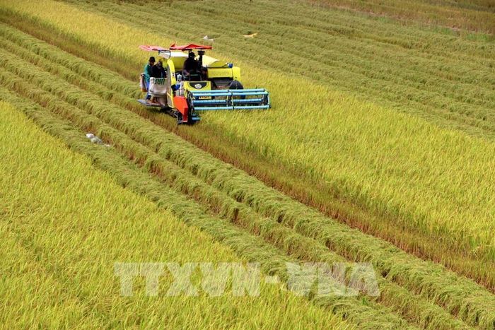 Cần Thơ xác định lúa gạo vẫn là một trong những sản phẩm nông nghiệp chủ lực, nhưng chuyển từ sản xuất lúa thiên về sản lượng sang lúa chất lượng cao, lúa đặc sản, sản xuất tập trung, ứng dụng khoa học. công nghệ và gắn với chuỗi giá trị. Ảnh: Duy Khương – TTXVN