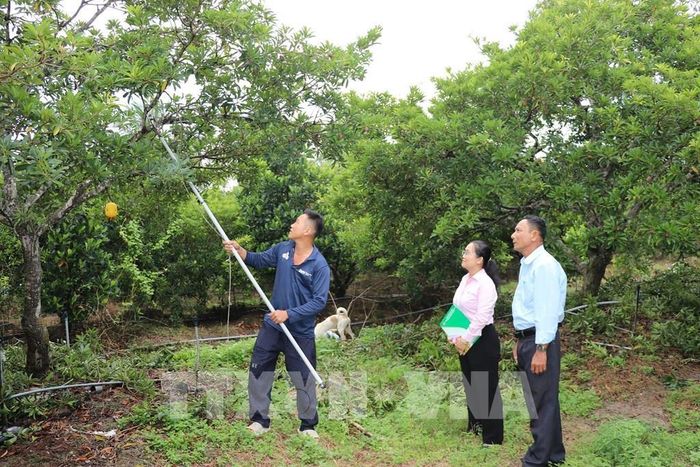 Cán bộ Ngân hàng Chính sách xã hội tỉnh Đồng Tháp thẩm định mô hình phát triển vườn cây ăn trái để hỗ trợ vay vốn sản xuất. Ảnh: Hữu Chí - TTXVN