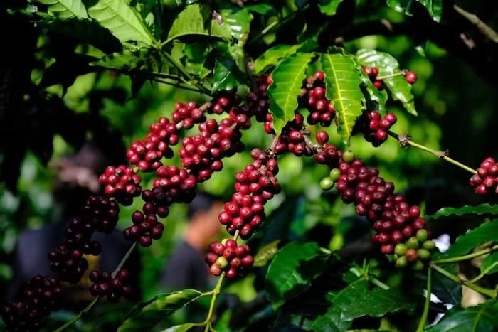 Giá cà phê tiếp tục giảm
