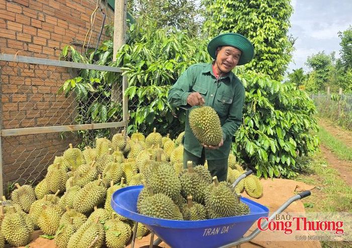 Lễ hội Sầu riêng Đắk Lắk năm 2026 với 18 hoạt động chính nhằm xúc tiến thương mại mặt hàng nông sản chủ lực của tỉnh.