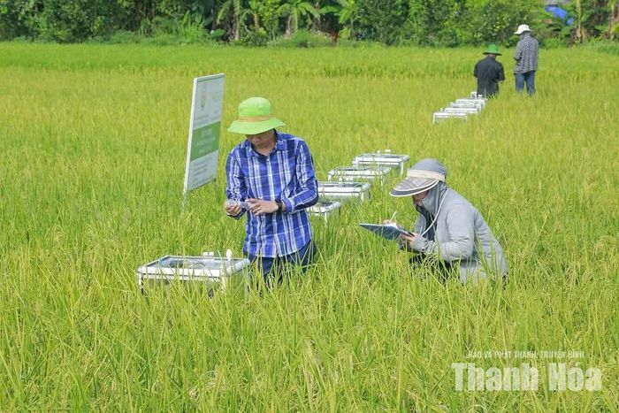 Nhân viên Công ty Faegre Nhật Bản thu mẫu khí từ mô hình sản xuất lúa giảm phát thải nhà kính tại xã Thọ Xuân.