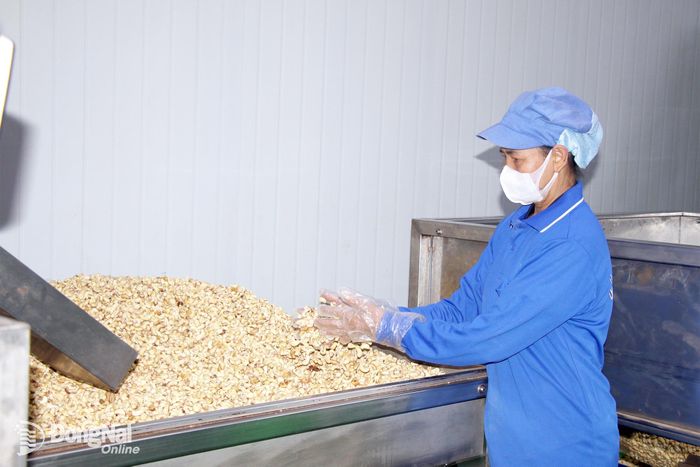 Hoạt động sản xuất hạt điều tại một doanh nghiệp ở xã Xuân Hòa, thành phố Đồng Nai.