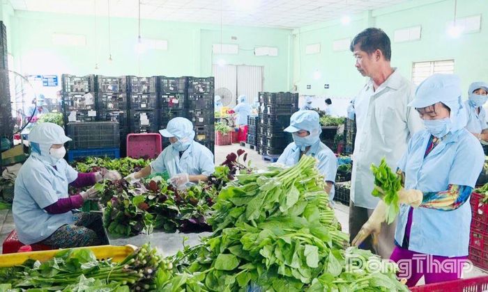 Chính quyền địa phương tạo điều kiện thuận lợi cho doanh nghiệp, hợp tác xã phát triển sản xuất (trong ảnh: Hợp tác xã Rau an toàn Thạnh Hưng).