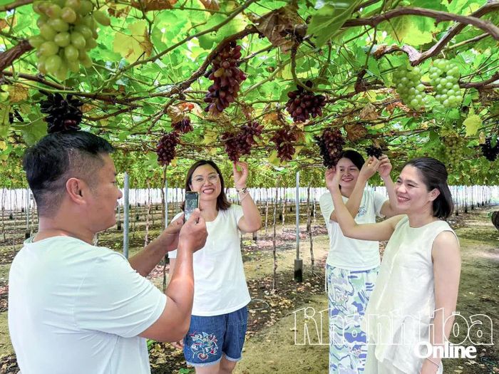 Du khách chụp hình lưu niệm tại vườn nho thôn Thái An, xã Vĩnh Hải. Ảnh: HỒNG NGUYỆT