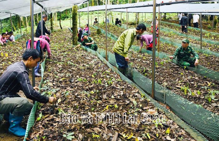 Bộ đội biên phòng hướng dẫn người dân quan sát thực tế cách trồng, chăm sóc sâm Lai Châu. 