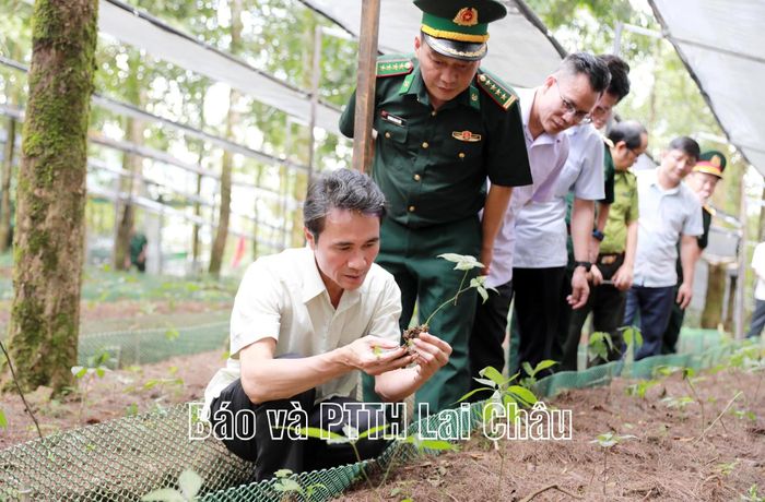 Phó Chủ tịch UBND tỉnh Hà Trọng Hải kiểm tra thực tế tại vườn sâm giống. 