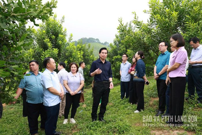 Đoàn công tác kiểm tra thực tế mô hình trồng mắc ca tại xã Công Sơn