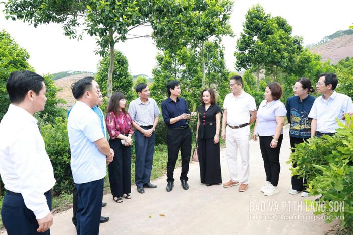 Đoàn công tác kiểm tra, khảo sát thực tế khu vực sản xuất mắc ca quy mô lớn của Công ty Cổ phần Đầu tư và Phát triển nông lâm nghiệp Lạng Sơn