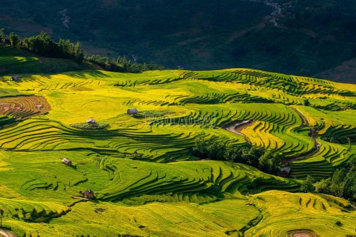 Thời điểm đẹp nhất để ngắm cảnh và chụp ảnh lúa là lúc bình minh hoặc buổi chiều. Sáng sớm, khi sương mai còn đọng trên lá, từng tầng mây mỏng sà xuống những tràn ruộng bậc thang, mang đến cảm giác nhẹ nhàng, tinh khiết. Còn khi chiều tà, dưới sự phản chiếu của những vạt nắng, từng sóng lúa trải dài miên man được tô điểm màu vàng óng ánh.