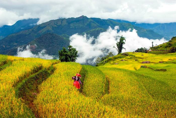 Mùa lúa ở Y Tý luôn là cảm hứng bất tận cho những sáng tác của những nghệ sĩ nhiếp ảnh mọi miền trong cả nước mỗi khi có dịp đến nơi đây.