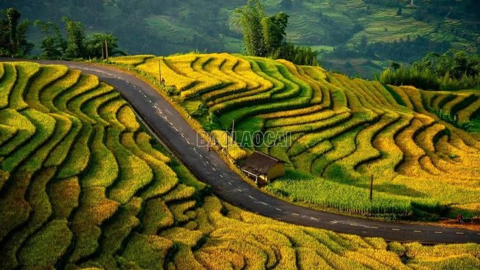 Cung đường "chữ S" dẫn lên Y Tý, mỗi khi vào mùa lúa trở nên thơ mộng hơn, như đưa chúng ta về miền cổ tích.