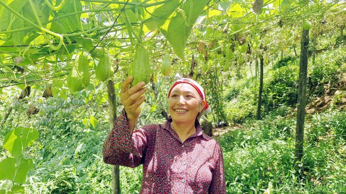 Trồng su su đem lại thu nhập khá cho nhiều gia đình ở thôn Can Hồ, xã Ngũ Chỉ Sơn.