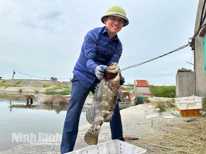 Thu hoạch cá mú thương phẩm tại mô hình ao nuôi tuần hoàn khép kín của gia đình ông Bùi Văn Thụy.