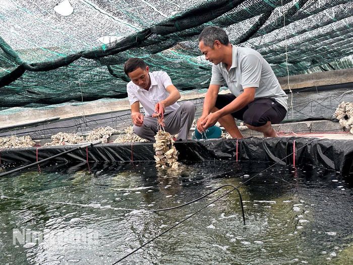 Anh Dương Văn Thế kiểm tra chất lượng các chùm hàu giống trước khi xuất bán.